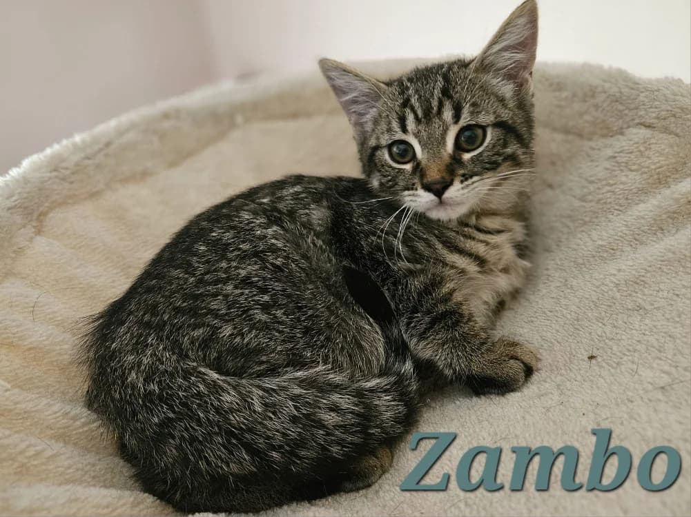 ZAMBO, male puppy Mixed Breed for adoption at SPA La Roche-sur-Yon, Roche Sur Yon