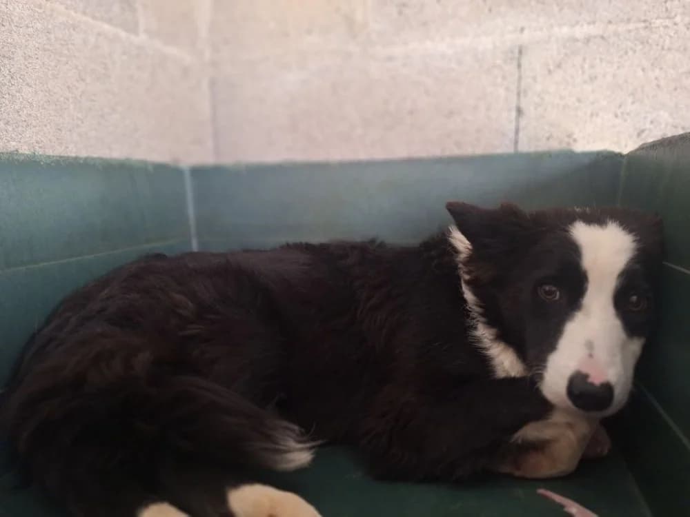 OTIS, male Mixed Breed for adoption at SPA La Roche-sur-Yon, Roche Sur Yon