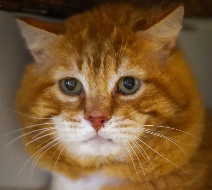 ZUMO, male 6yo mixed breed for adoption at SPA La Roche-sur-Yon, Roche Sur Yon