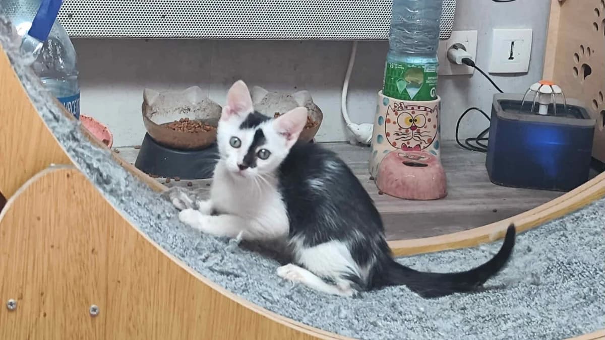 NOUMEA, male puppy Mixed Breed for adoption at SPA La Roche-sur-Yon, Roche Sur Yon
