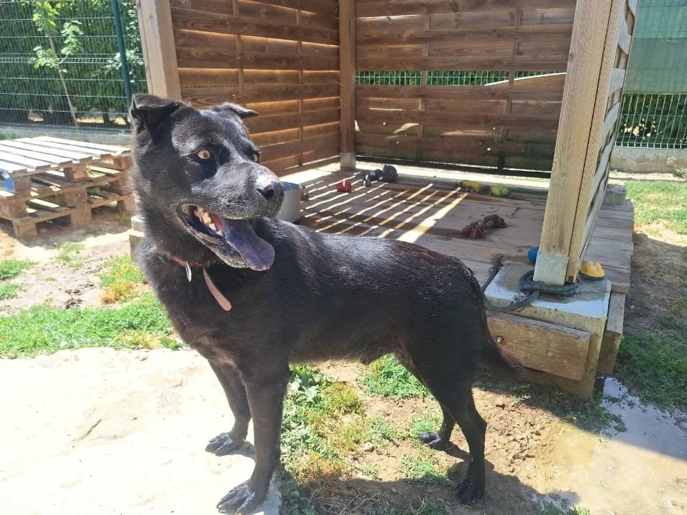 MILORD, male 5yo Shar Pei for adoption at SPA La Roche-sur-Yon, Roche Sur Yon