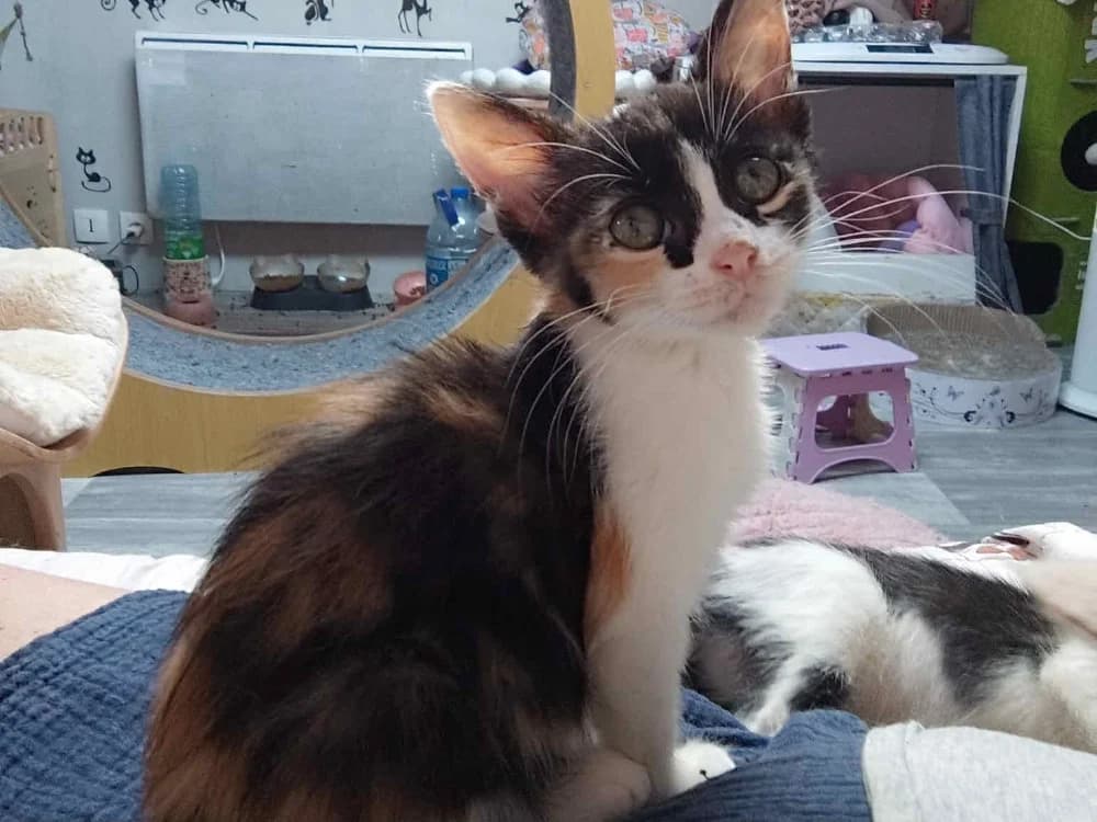 HANOI ( A TROUVE SA FAMILLE), female Mixed Breed for adoption at SPA La Roche-sur-Yon, Roche Sur Yon