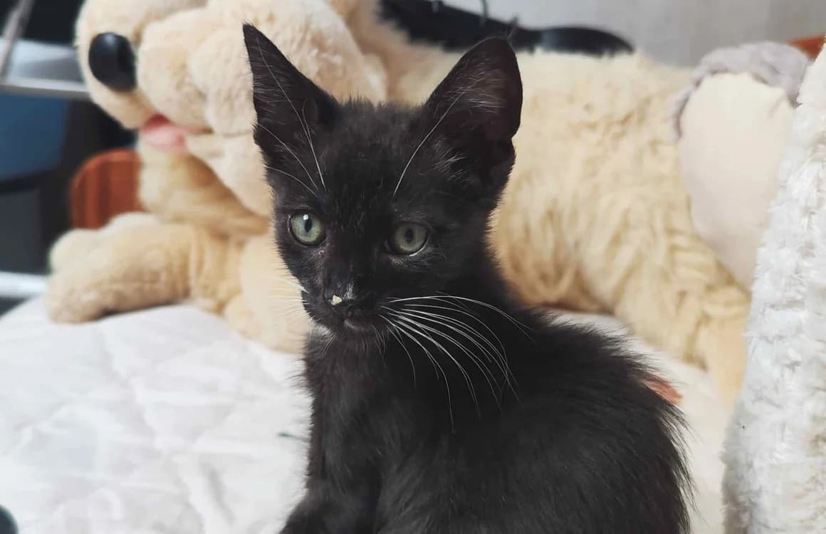 SAHEL, male Mixed Breed for adoption at SPA La Roche-sur-Yon, Roche Sur Yon