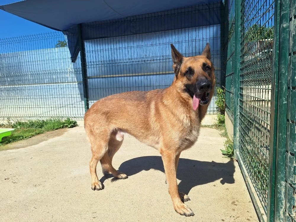 OSLO, male 4yo mixed breed for adoption at SPA La Roche-sur-Yon, Roche Sur Yon
