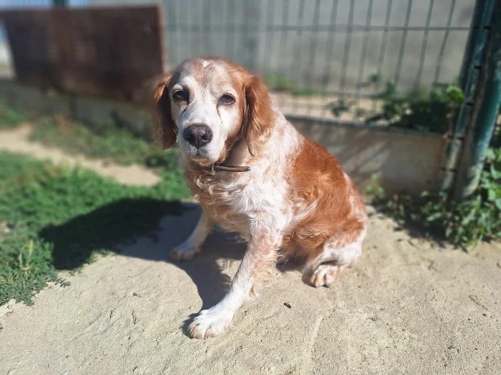 PHEDON, male senior Brittany Spaniel for adoption at SPA La Roche-sur-Yon, Roche Sur Yon