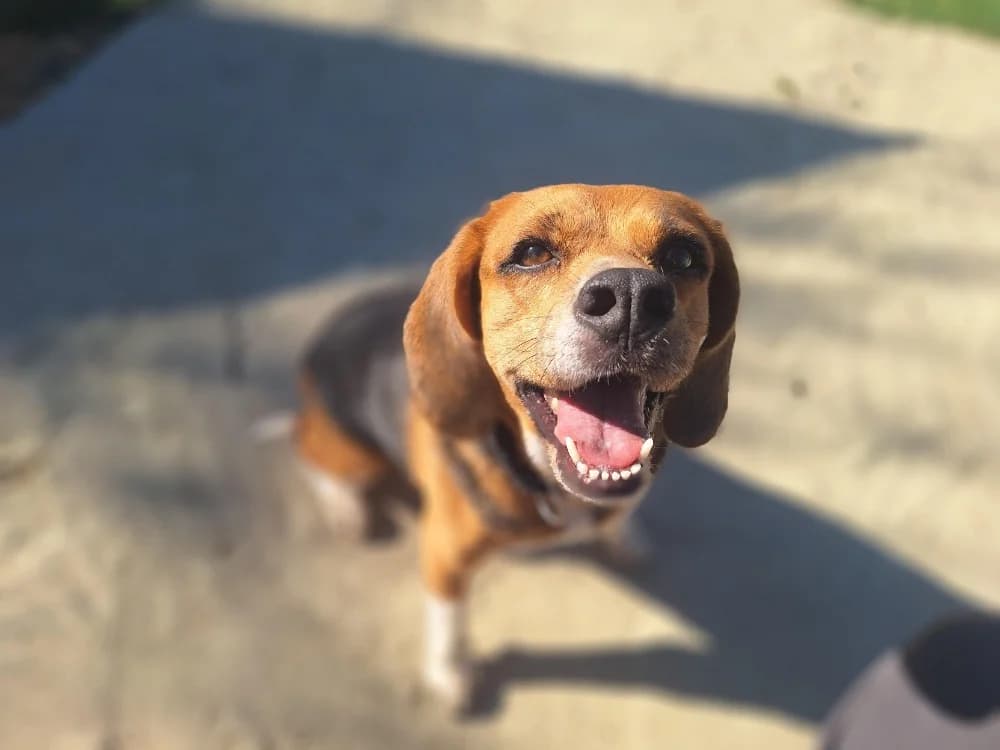 OPALINE, female senior Beagle for adoption at SPA La Roche-sur-Yon, Roche Sur Yon