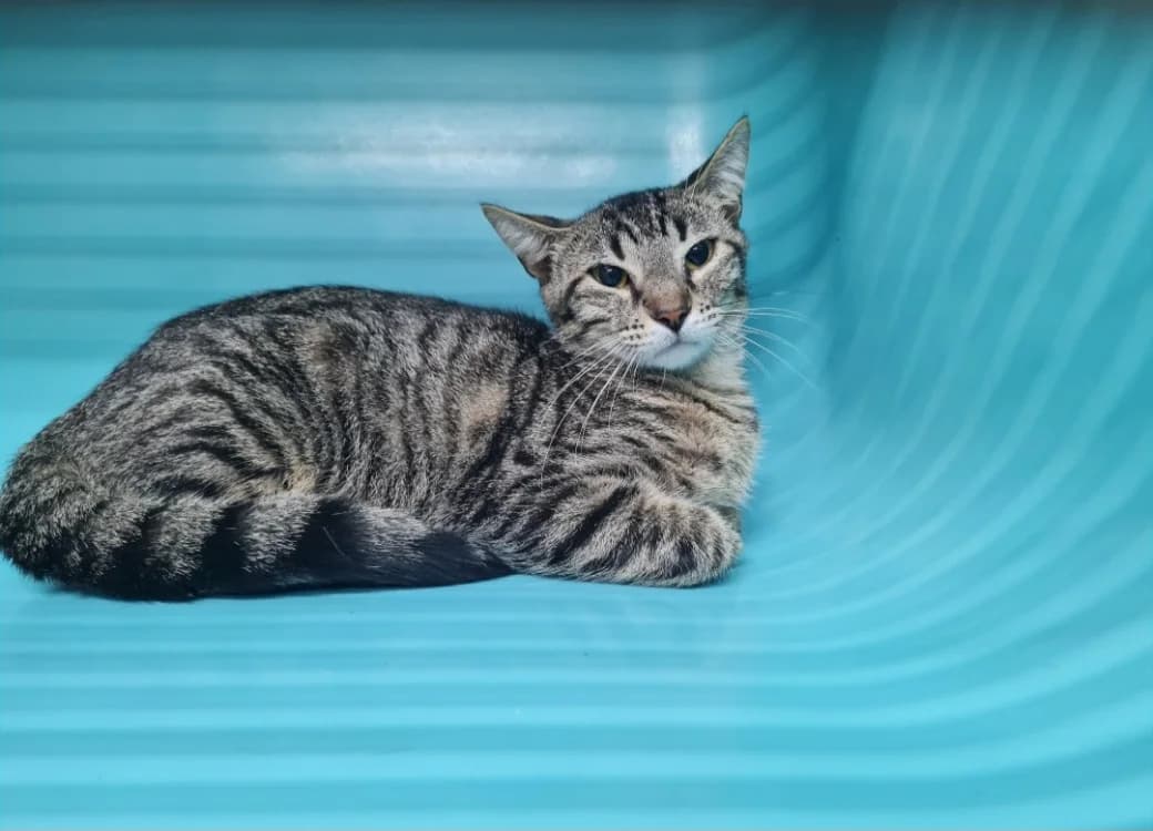 Croquette, male 3yo mixed breed for adoption at SPA La Roche-sur-Yon, Roche Sur Yon