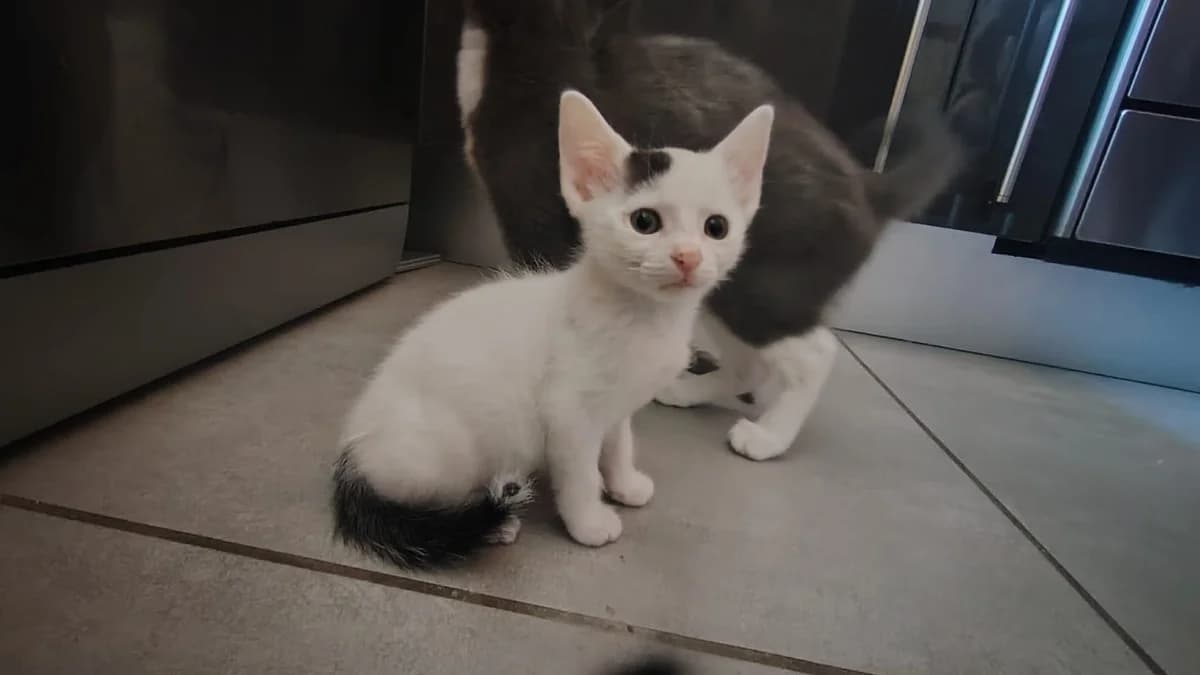 TRIPOLI, male Mixed Breed for adoption at SPA La Roche-sur-Yon, Roche Sur Yon