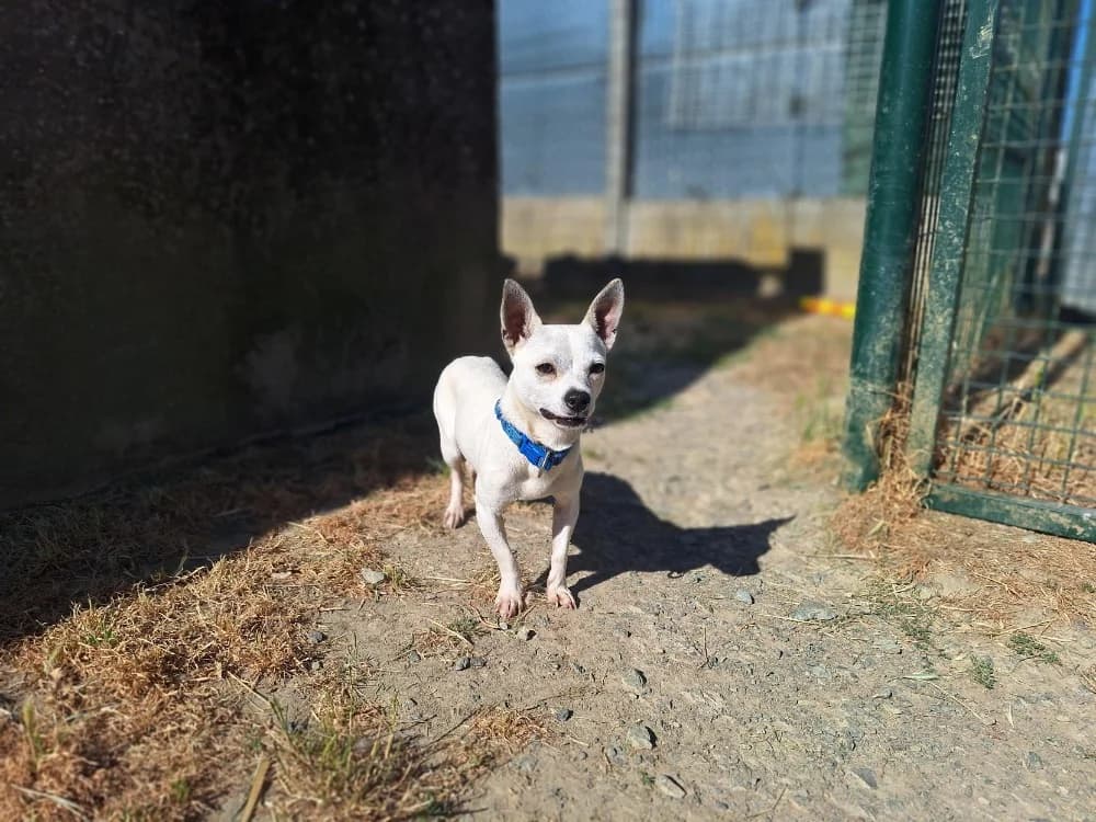 GROOT, male Border Collie for adoption at SPA La Roche-sur-Yon, Roche Sur Yon