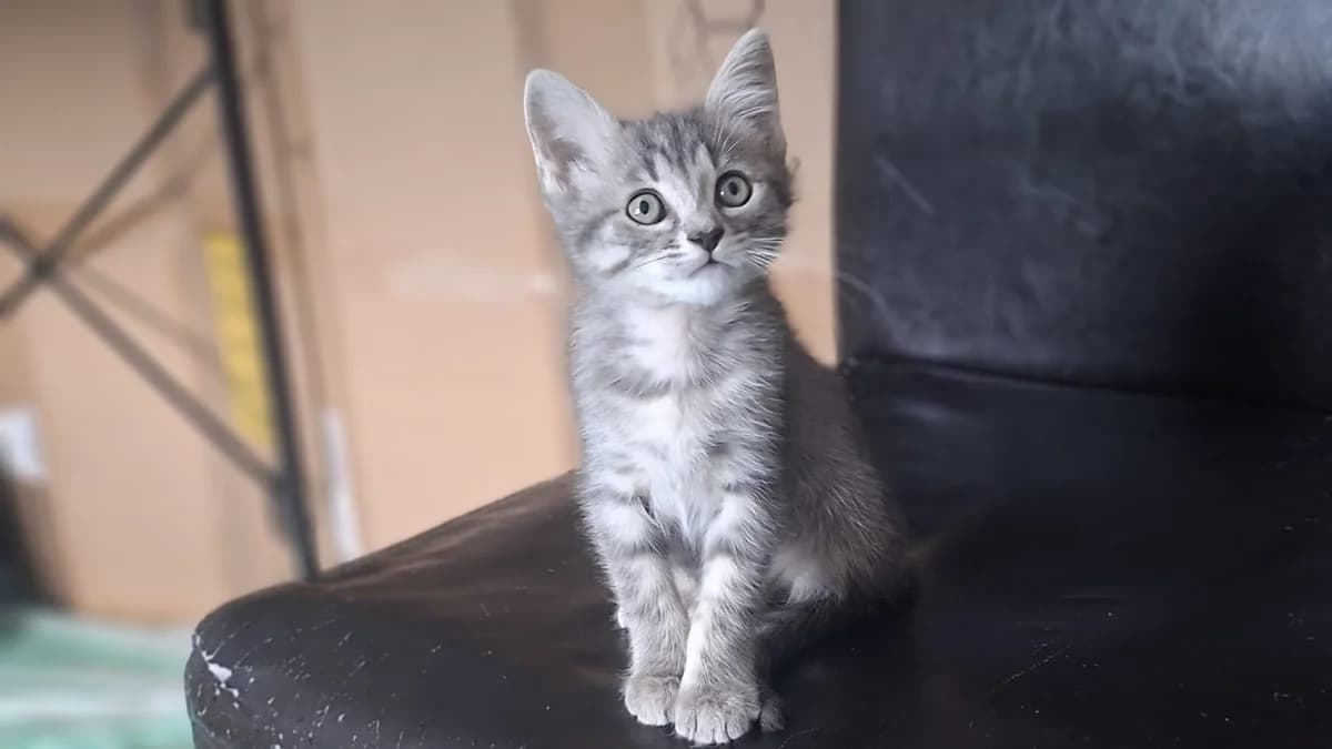 NOALA, female Mixed Breed for adoption at SPA La Roche-sur-Yon, Roche Sur Yon
