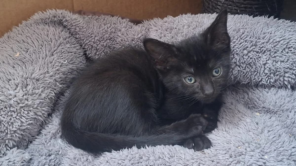 BASQUIA, male puppy Mixed Breed for adoption at SPA La Roche-sur-Yon, Roche Sur Yon