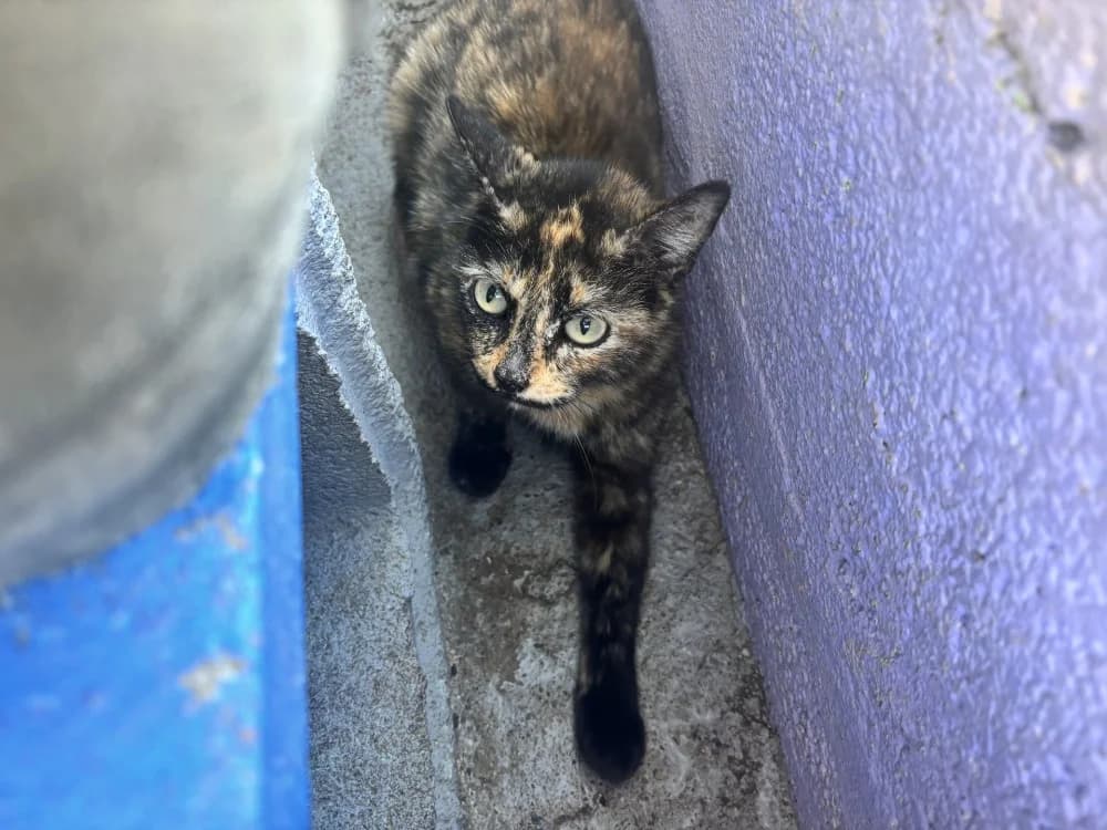 RAJAO, female 5yo Mixed Breed for adoption at SPA La Roche-sur-Yon, Roche Sur Yon