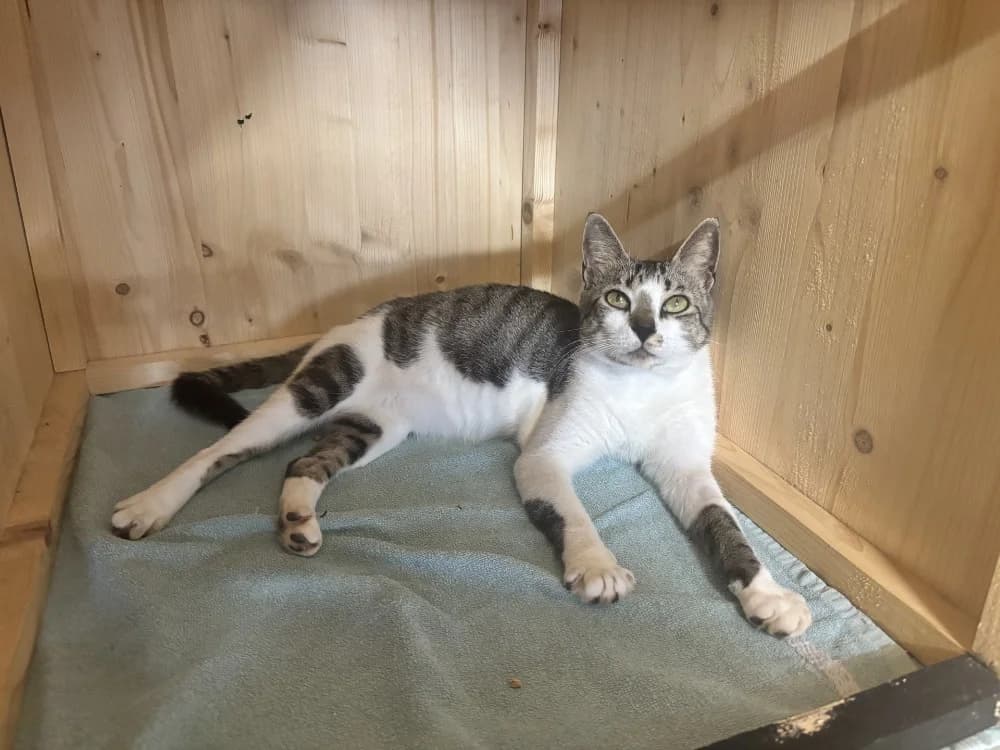 SHADOW A TROUVE SA FAMILLE, male young Mixed Breed for adoption at SPA La Roche-sur-Yon, Roche Sur Yon