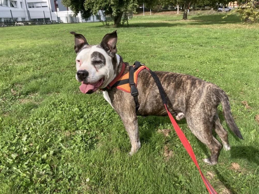 ZORRO, male senior mixed breed for adoption at SPA La Roche-sur-Yon, Roche Sur Yon