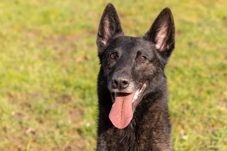 RIO, male 6yo mixed breed for adoption at SPA La Roche-sur-Yon, Roche Sur Yon