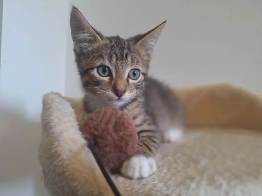 ANANAS (A TROUVE SA FAMILLE), male puppy Mixed Breed for adoption at SPA La Roche-sur-Yon, Roche Sur Yon