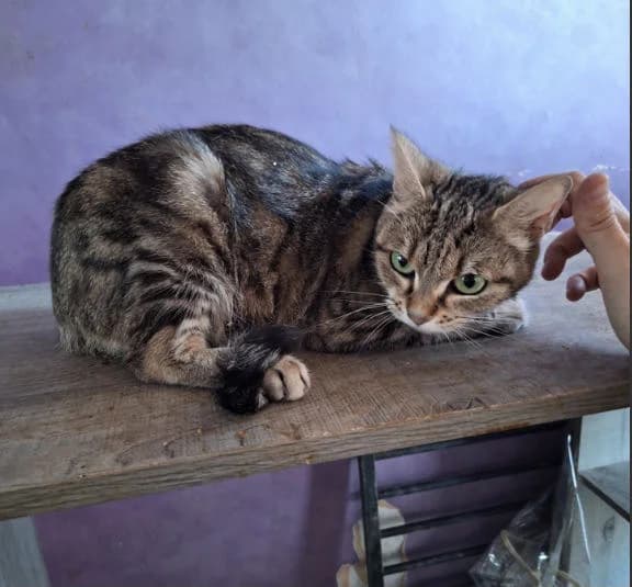 ENA, female senior Mixed Breed for adoption at SPA La Roche-sur-Yon, Roche Sur Yon