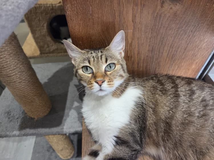 TAGADA, female 3yo Mixed Breed for adoption at SPA La Roche-sur-Yon, Roche Sur Yon