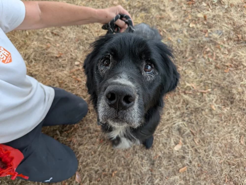 SKYPE, male senior Labrador Retriever for adoption at SPA La Roche-sur-Yon, Roche Sur Yon