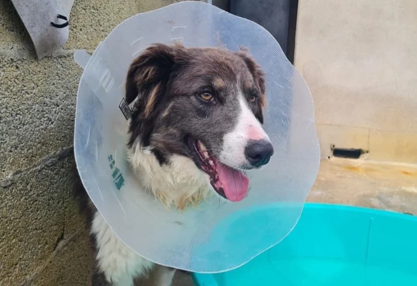 LOUPETTE, female young Border Collie for adoption at SPA La Roche-sur-Yon, Roche Sur Yon