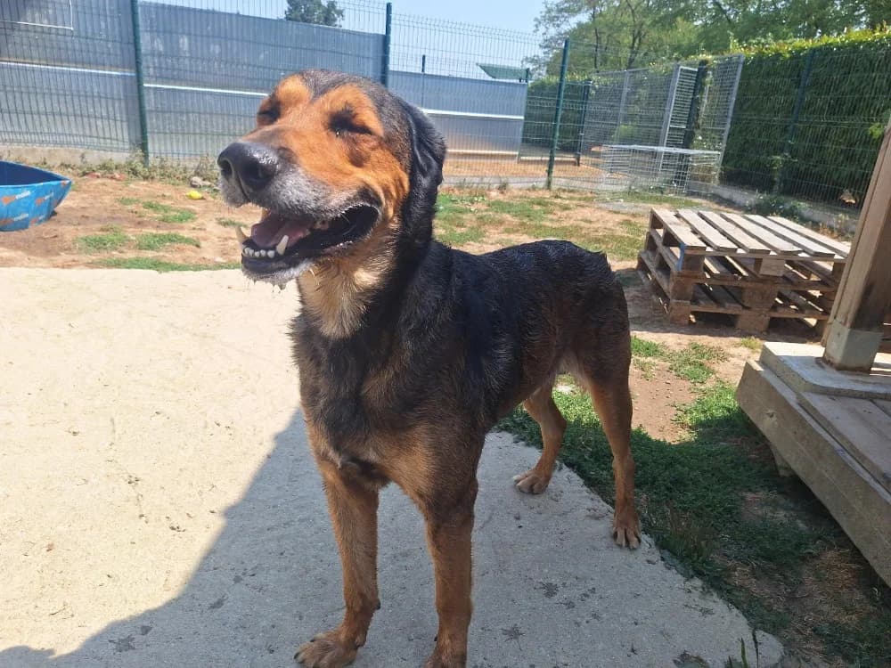 ODIN, male senior mixed breed for adoption at SPA La Roche-sur-Yon, Roche Sur Yon