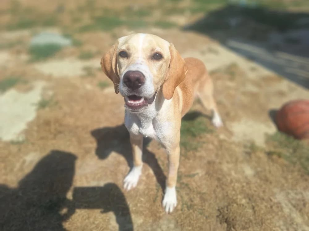 ABBY ( A TROUVE SA FAMILLE), female young Pointer for adoption at SPA La Roche-sur-Yon, Roche Sur Yon