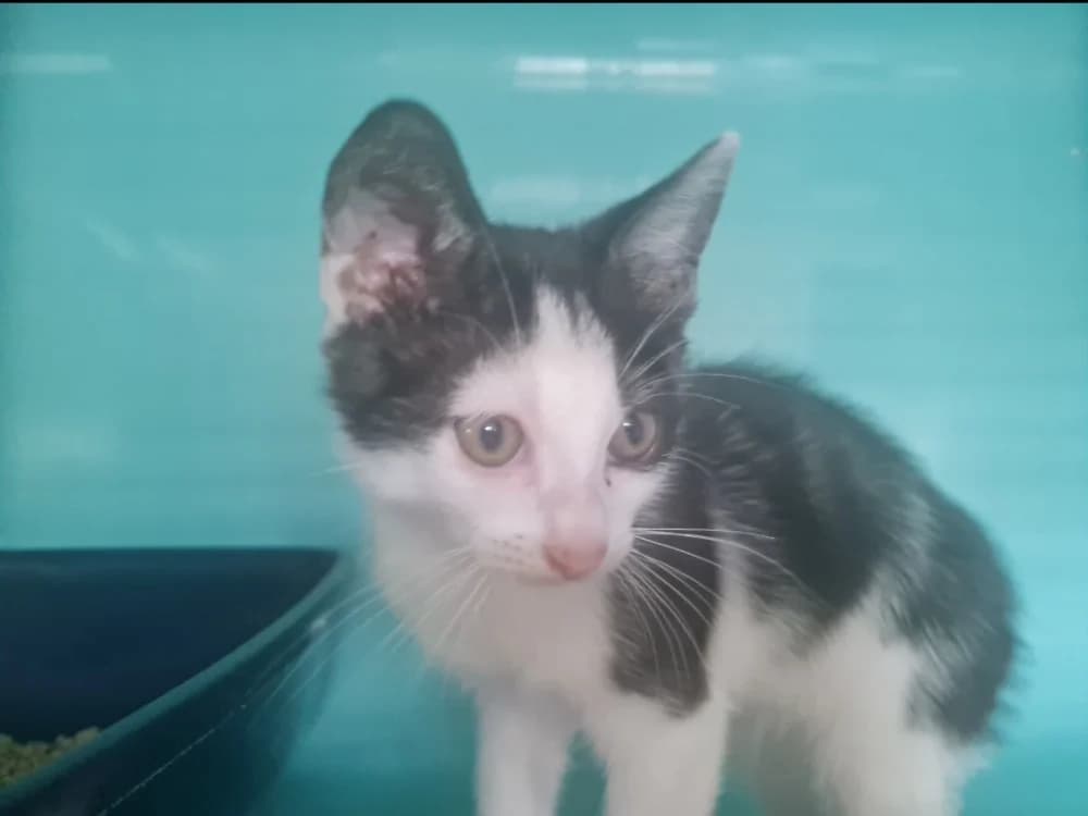 SCRATCH, male Mixed Breed for adoption at SPA La Roche-sur-Yon, Roche Sur Yon