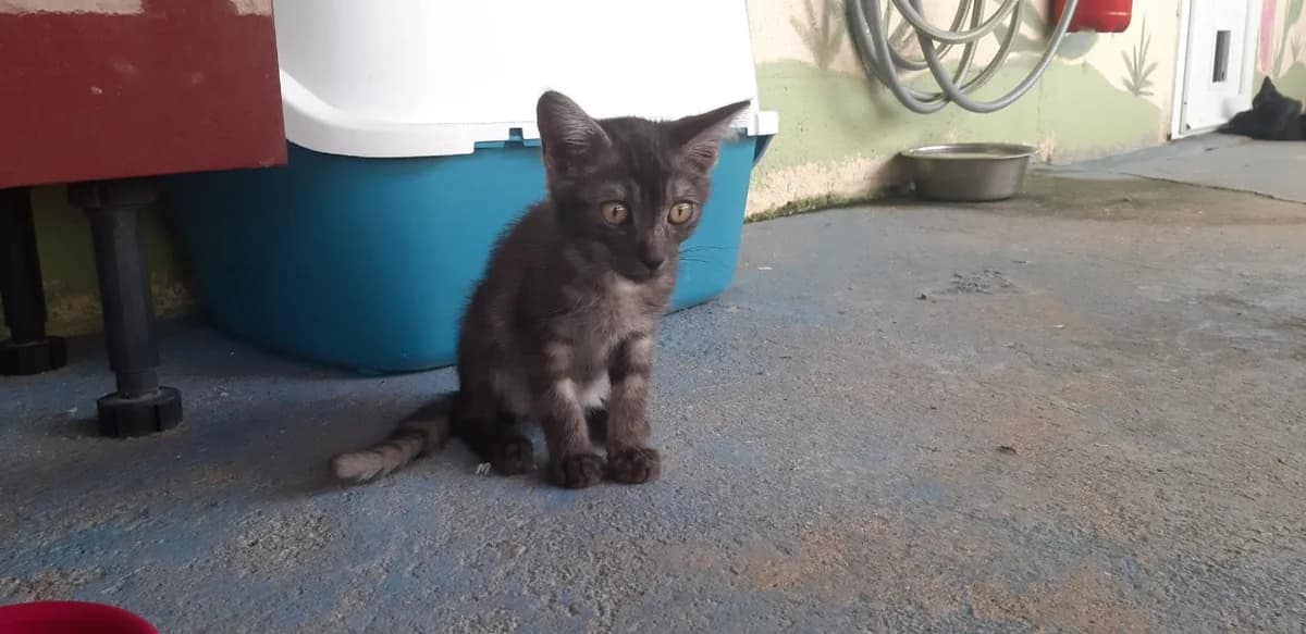 GALOPIN, male puppy Mixed Breed for adoption at SPA La Roche-sur-Yon, Roche Sur Yon