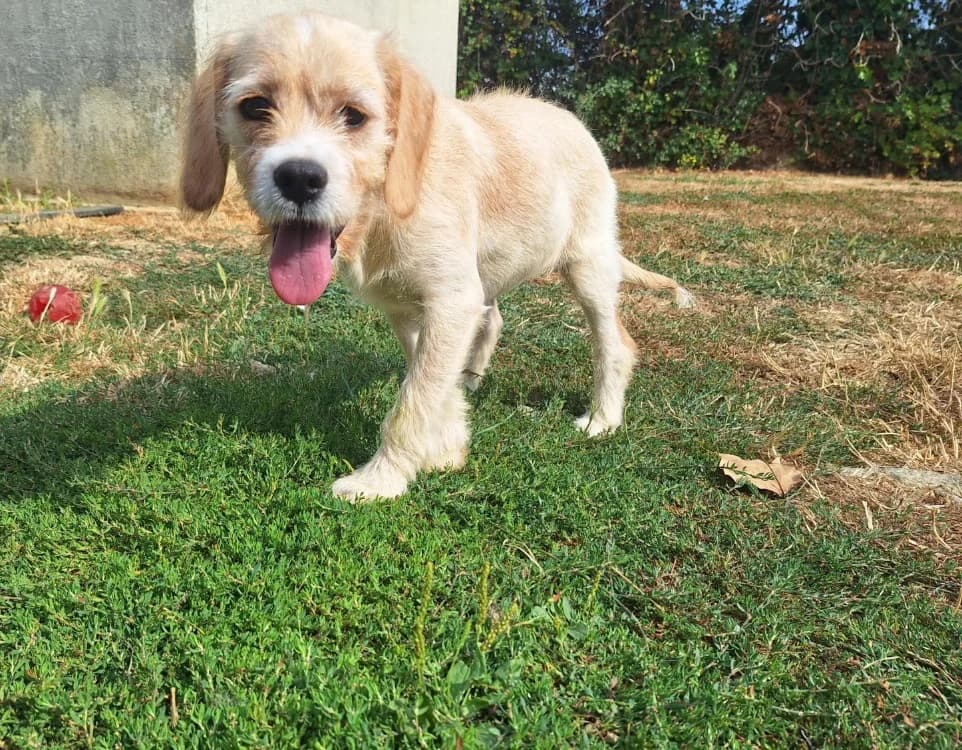 NUMBA ( A TROUVE SA FAMILLE), female Mixed Breed for adoption at SPA La Roche-sur-Yon, Roche Sur Yon