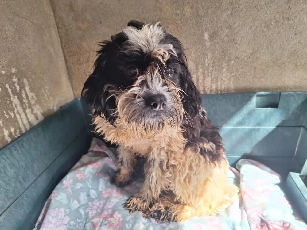 VITA, female young mixed breed for adoption at SPA La Roche-sur-Yon, Roche Sur Yon