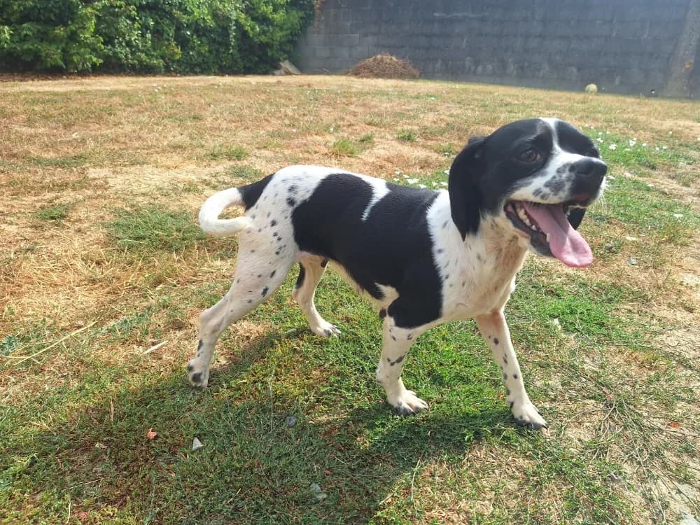 FARAH, female Mixed Breed for adoption at SPA La Roche-sur-Yon, Roche Sur Yon