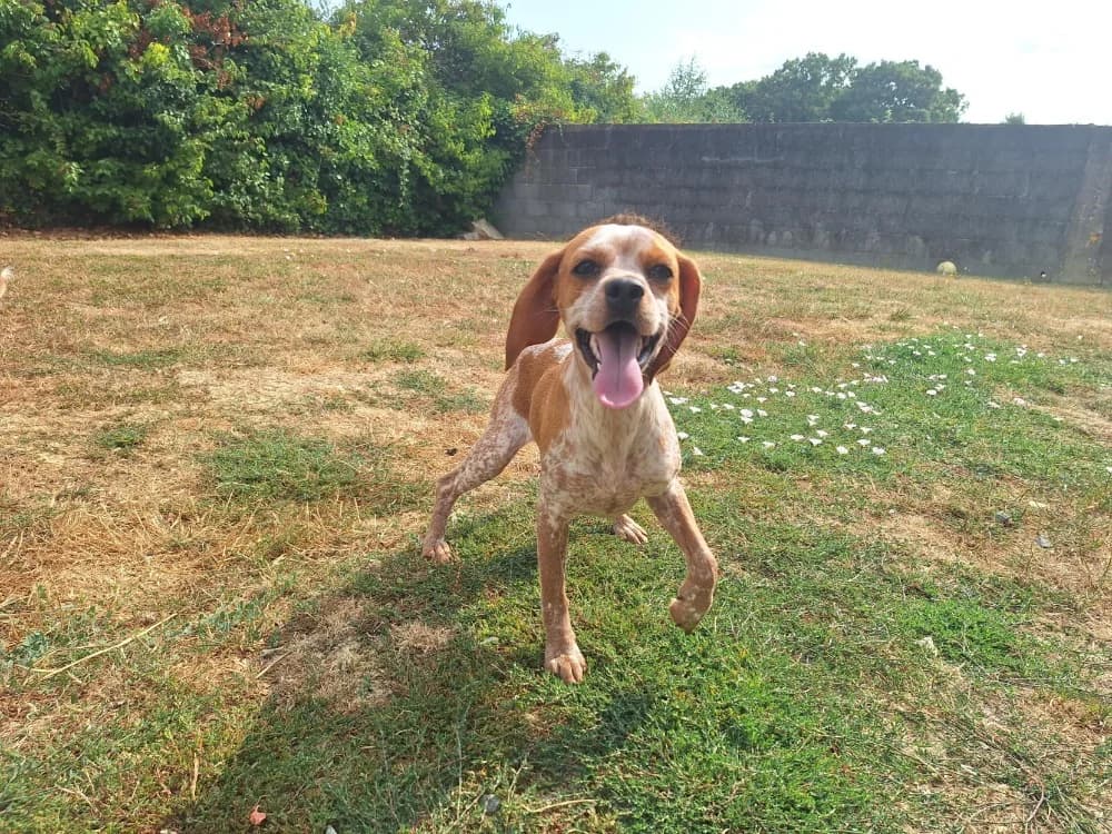 LIBY, female Beagle for adoption at SPA La Roche-sur-Yon, Roche Sur Yon