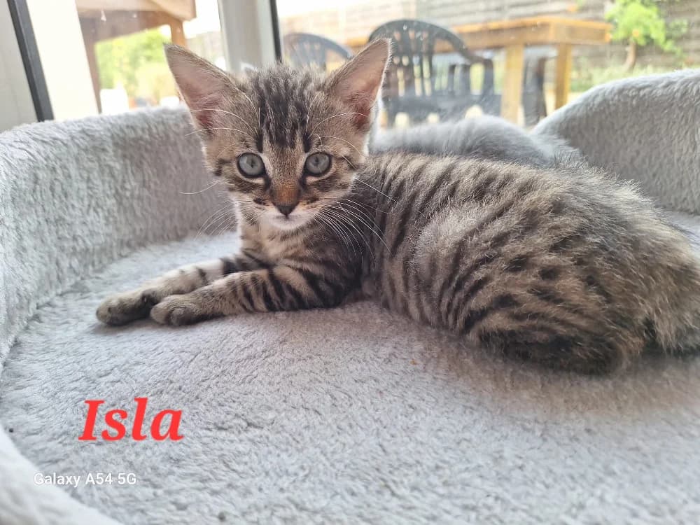 ISLA (a trouvé sa famille), female Mixed Breed for adoption at SPA La Roche-sur-Yon, Roche Sur Yon