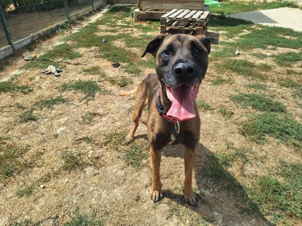 NATSU, male 4yo Belgian Malinois for adoption at SPA La Roche-sur-Yon, Roche Sur Yon