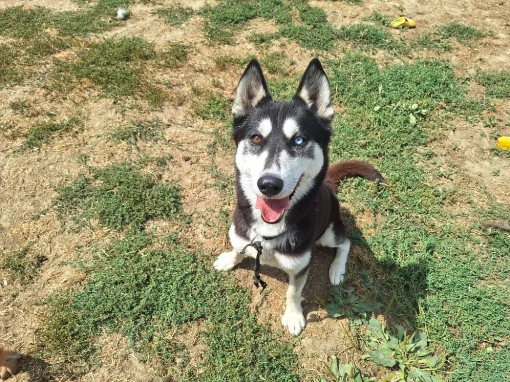 STELLA (a trouvée sa famille), female 3yo Mixed Breed for adoption at SPA La Roche-sur-Yon, Roche Sur Yon