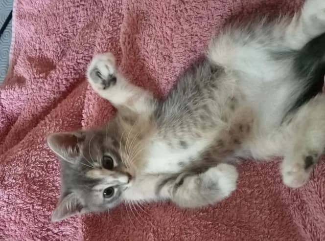 ZORA, female Mixed Breed for adoption at SPA La Roche-sur-Yon, Roche Sur Yon