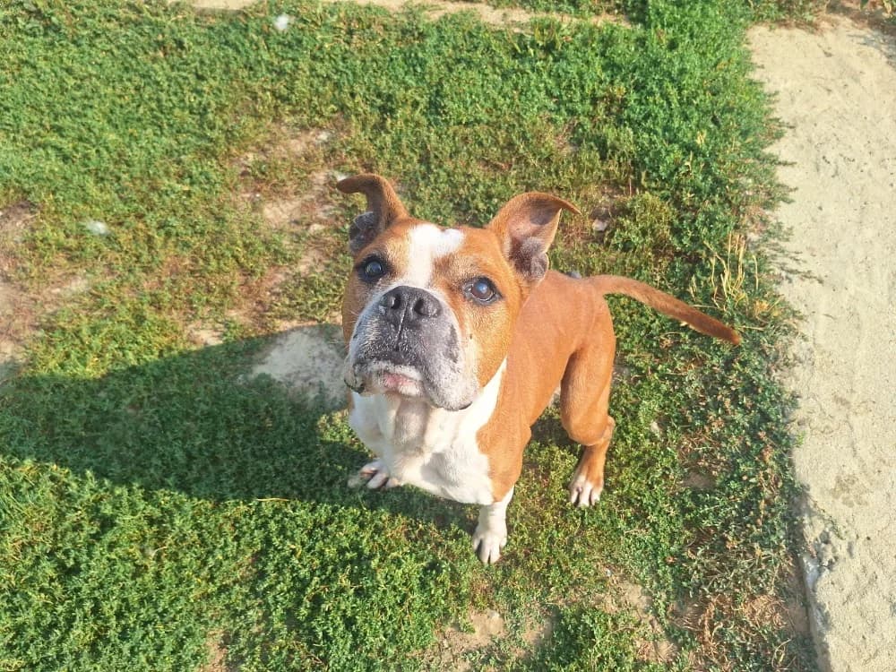 MARTEN, male senior American Staffordshire Terrier for adoption at SPA La Roche-sur-Yon, Roche Sur Yon