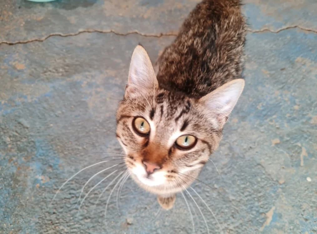 INDIGO (en cours d'adoption), male Mixed Breed for adoption at SPA La Roche-sur-Yon, Roche Sur Yon