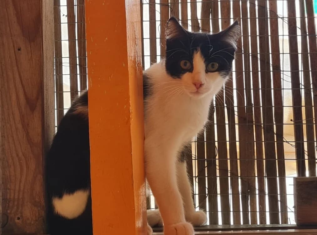 HARRY, male Brittany Spaniel for adoption at SPA La Roche-sur-Yon, Roche Sur Yon