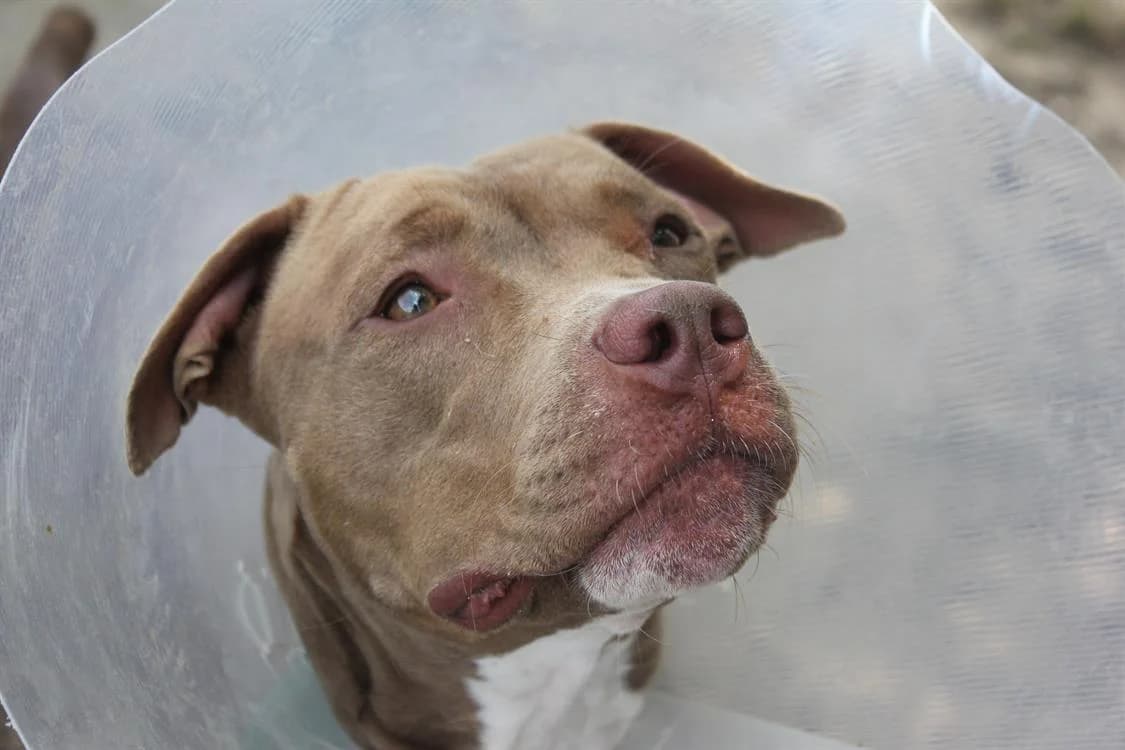 AIKA A TROUVE SA FAMILLE, female young Cane Corso for adoption at SPA La Roche-sur-Yon, Roche Sur Yon