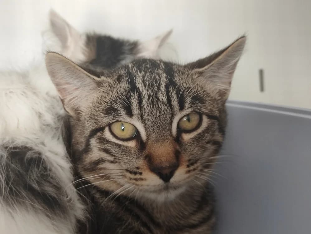 BRETZEL, male Mixed Breed for adoption at SPA La Roche-sur-Yon, Roche Sur Yon