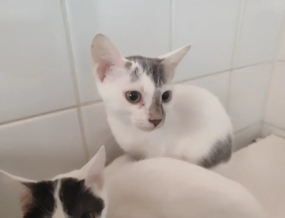 LILY ( A TROUVER SA FAMILLE), female Mixed Breed for adoption at SPA La Roche-sur-Yon, Roche Sur Yon