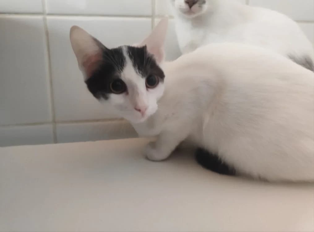 HERMIONE, female Mixed Breed for adoption at SPA La Roche-sur-Yon, Roche Sur Yon