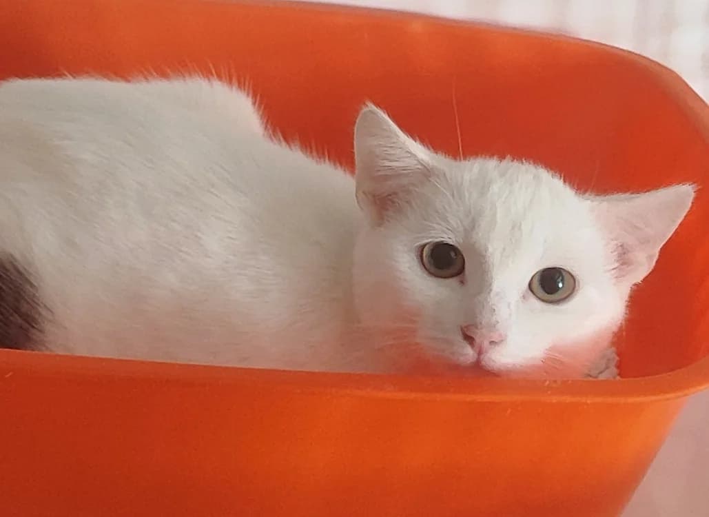 aiden, female Mixed Breed for adoption at SPA La Roche-sur-Yon, Roche Sur Yon