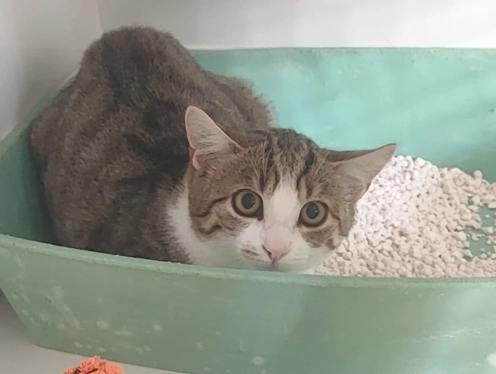 inga, female Mixed Breed for adoption at SPA La Roche-sur-Yon, Roche Sur Yon