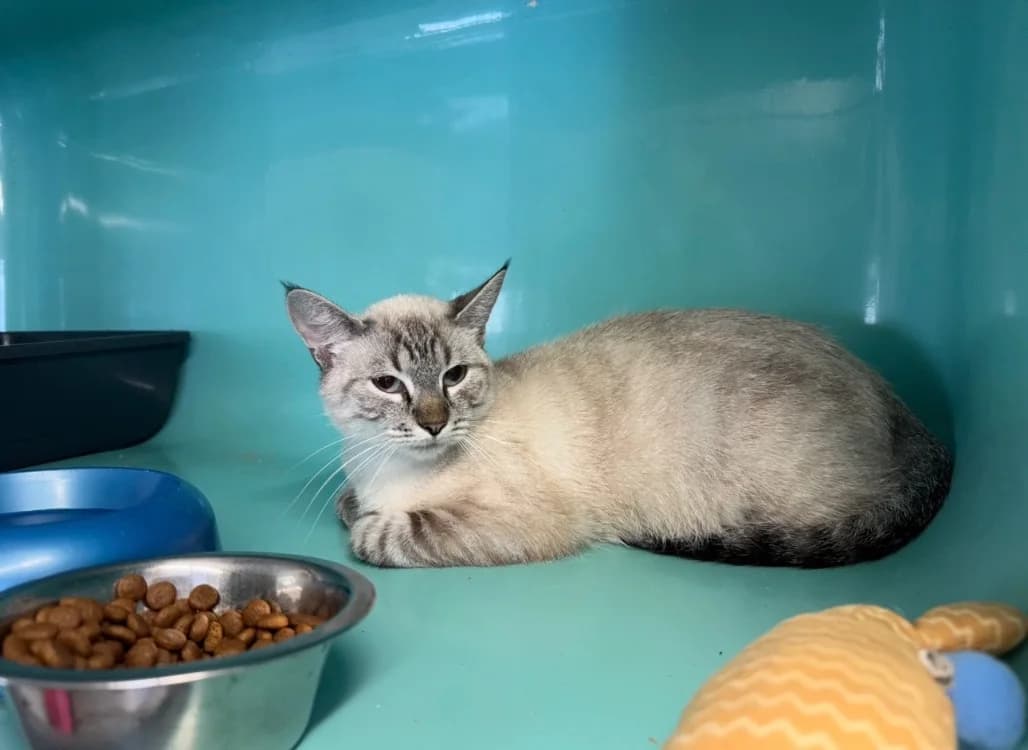 CHATAIGNE (A TROUVE SA FAMILLE), female Mixed Breed for adoption at SPA La Roche-sur-Yon, Roche Sur Yon