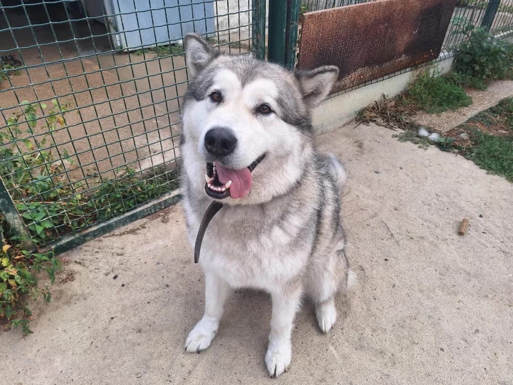 ULTRA, male 3yo Alaskan Malamute for adoption at SPA La Roche-sur-Yon, Roche Sur Yon