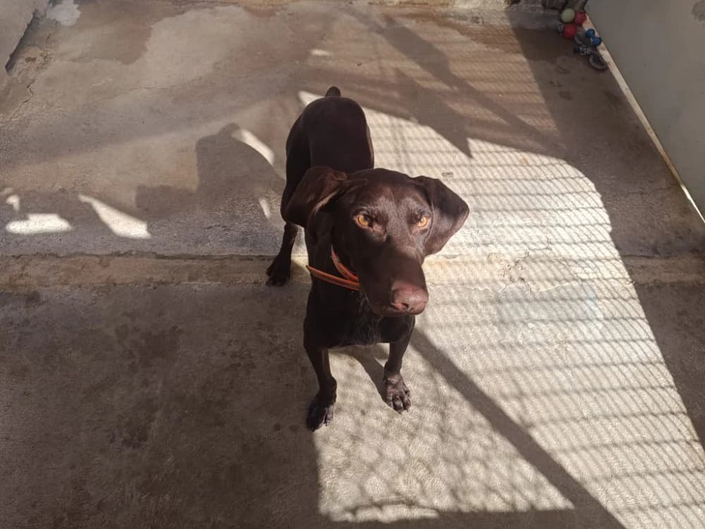 ARISTO, male young mixed breed for adoption at SPA La Roche-sur-Yon, Roche Sur Yon