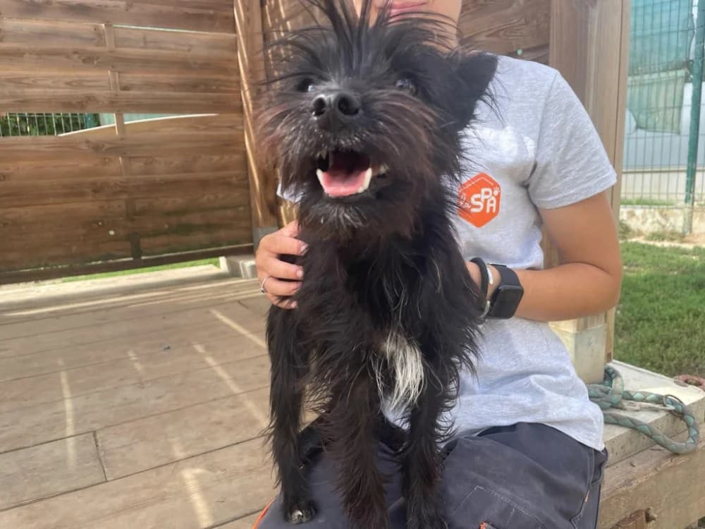 SELMA ( A TROUVE SA FAMILLE), female Yorkshire Terrier for adoption at SPA La Roche-sur-Yon, Roche Sur Yon