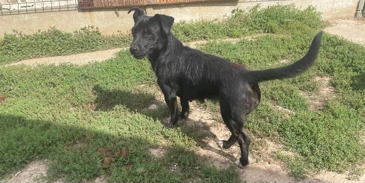 PATTY, female mixed breed for adoption at SPA La Roche-sur-Yon, Roche Sur Yon